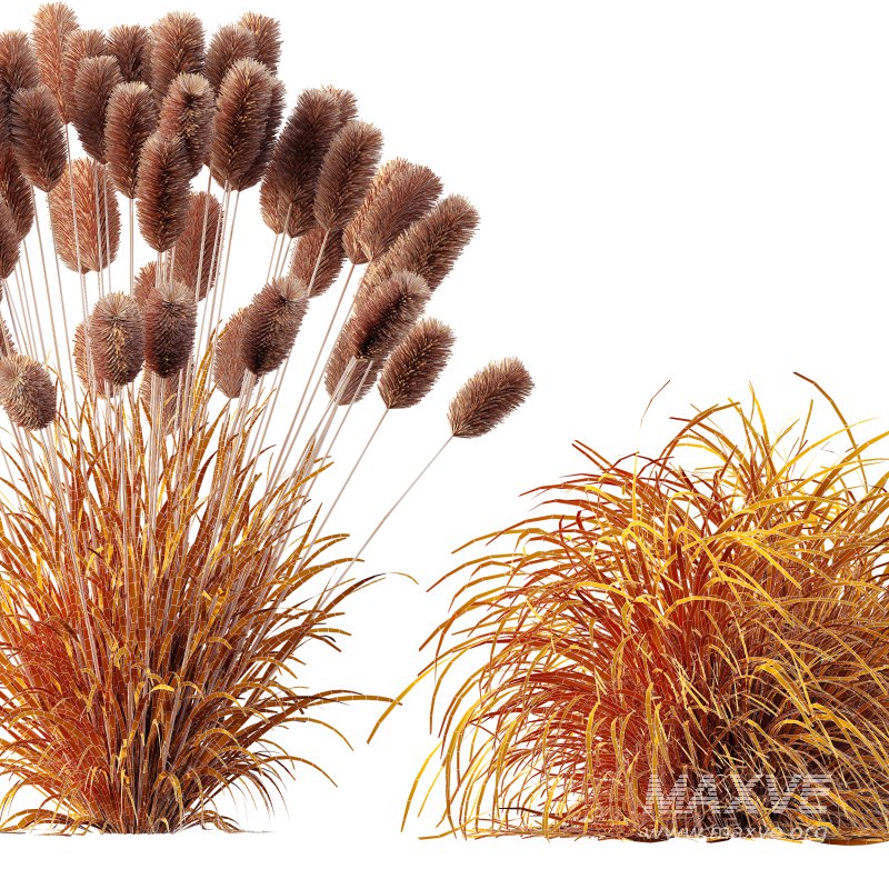 AV 6 different grasses Pennisetum Alopecuroides Lampenputzergras Fountain Hameln and Carex Elata Aurea Grass Version2 - Image 13