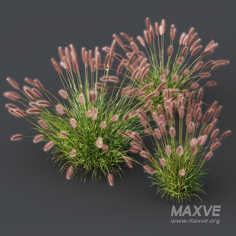 AV 6 different grasses Pennisetum Alopecuroides Lampenputzergras Fountain Hameln and Carex Elata Aurea Grass Version2 - Image 8