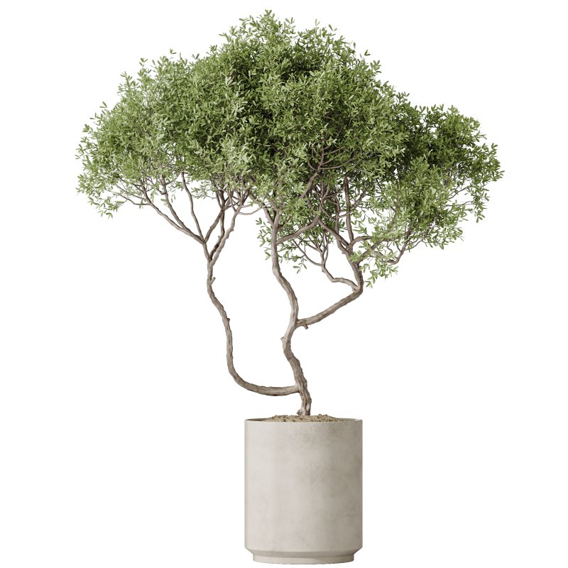 AV Indoor plants set 191 Mandarin Citrus Fruit Orange and Mission Arbequina Olive and Ficus Elastica Robusta and Ficus Cyathistipula African Fig - Image 2