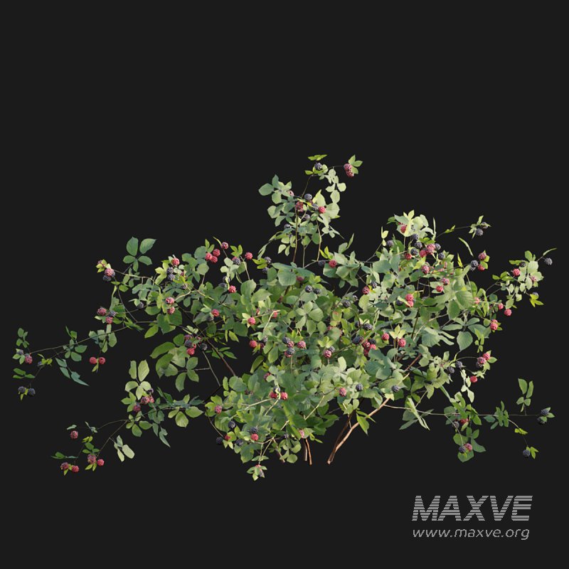 Rubus fruticosus – Blackberry - Image 5