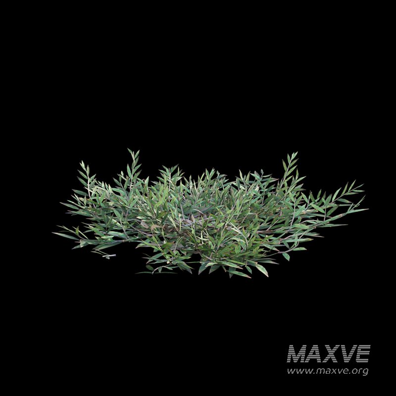 Chrysopogon aciculatus 02 - Image 4
