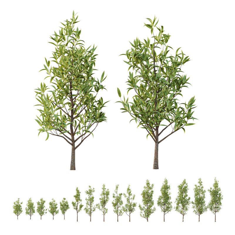 Sweet Viburnum Plant02 - Image 2