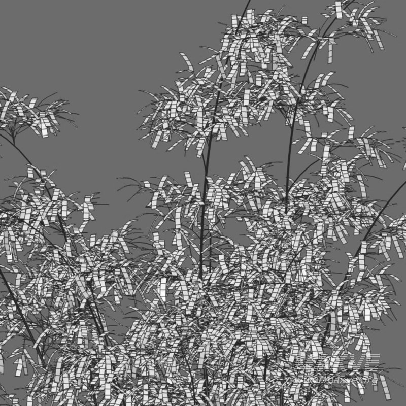 Bamboo – Bambusa lako 02 - Image 6