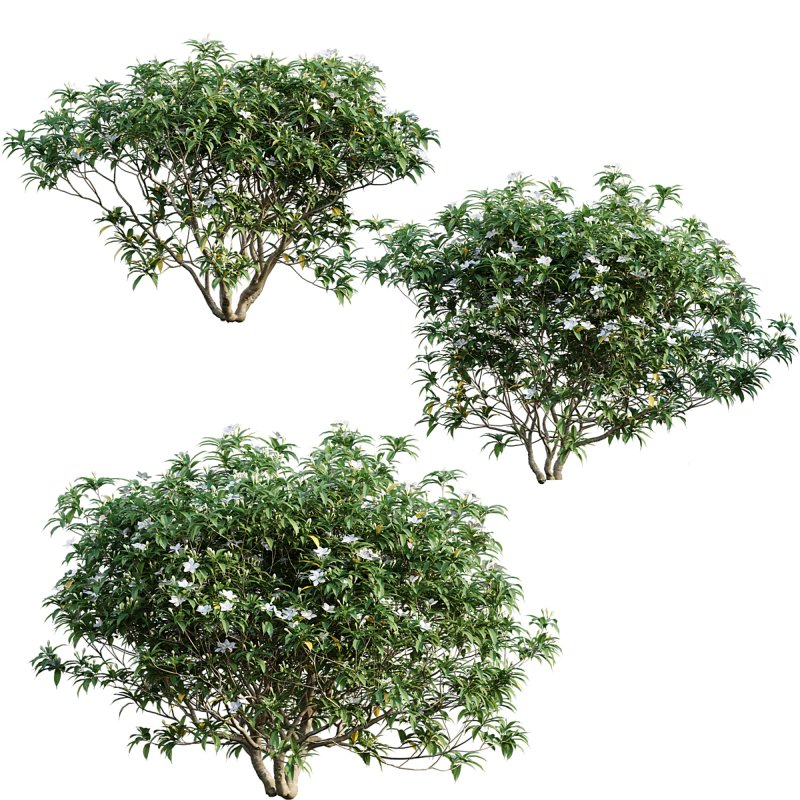 Wrightia antidysenterica - Image 1