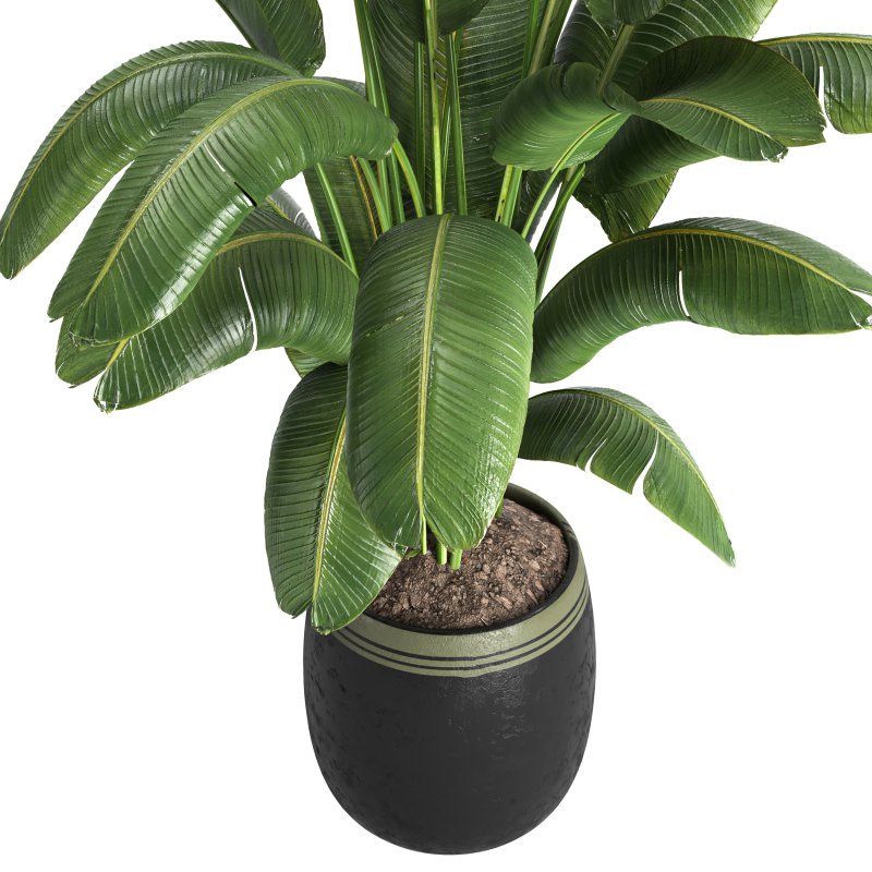 Indoor plant 03 - Image 2