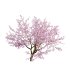 Prunus persica – Peach trees – Nectarine trees - Thumbnail 5