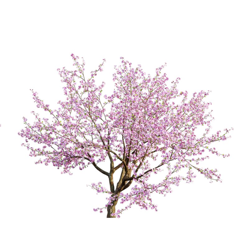 Prunus persica – Peach trees – Nectarine trees - Image 5