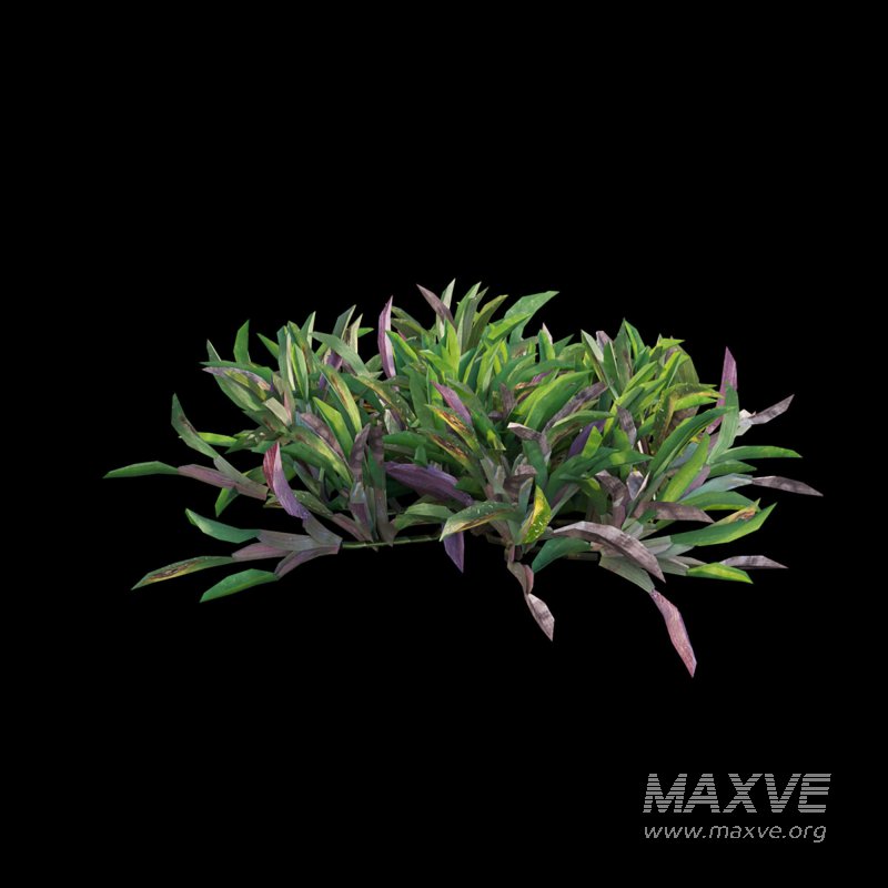 Axonopus Compressus Set 02 - Image 4