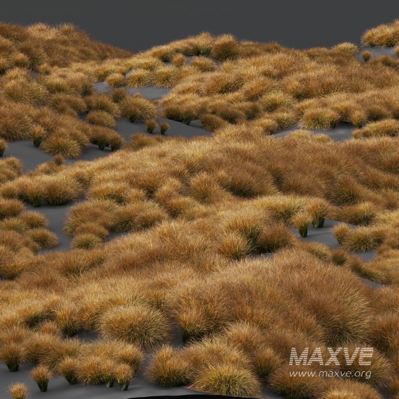 AV Carex Testacea Orange Sedge Grass Prairie Fire - Image 6