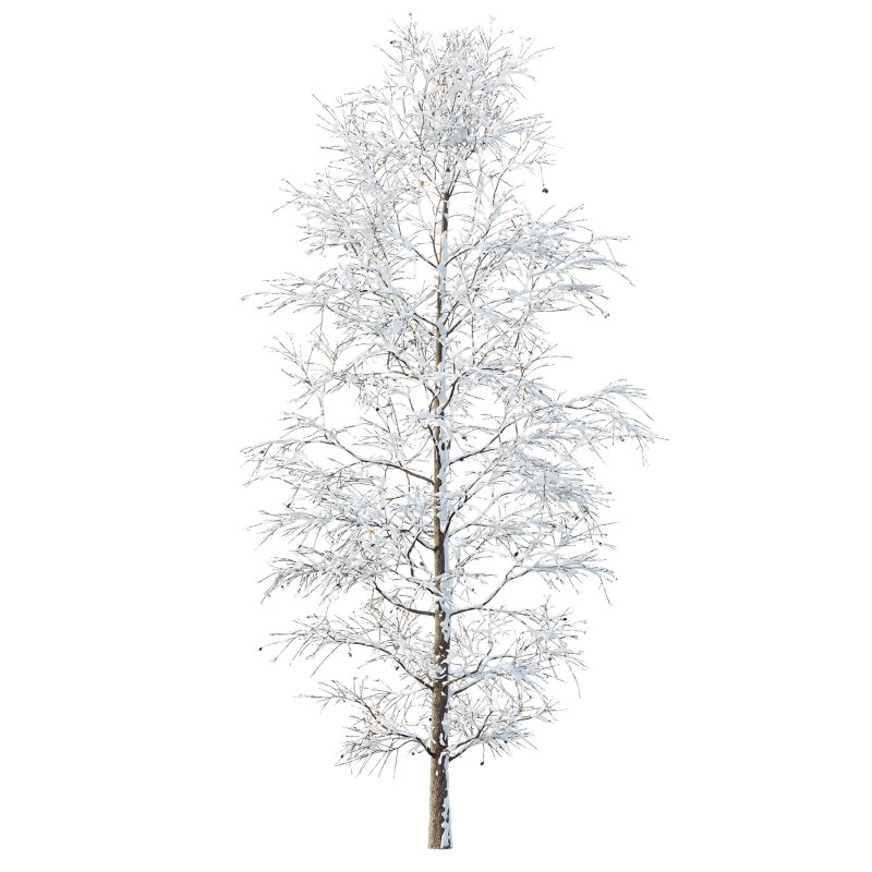 AV Plants Carpinus Betulus Winter Snow - Image 1