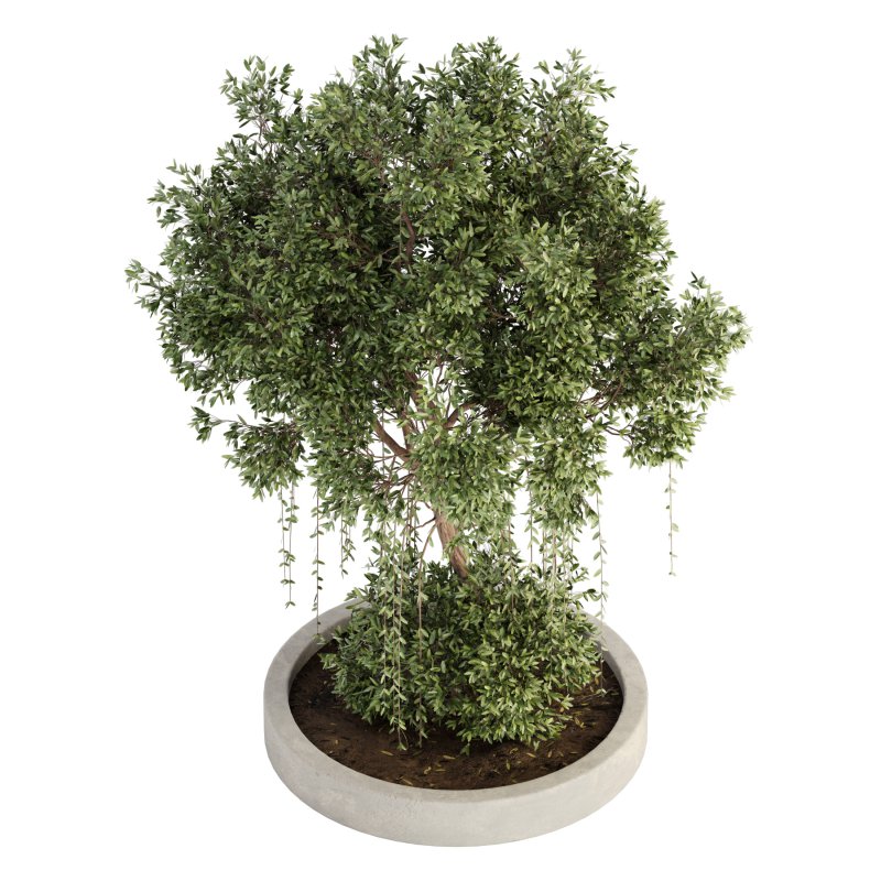 Outdoor Plant Set 014 - Image 2