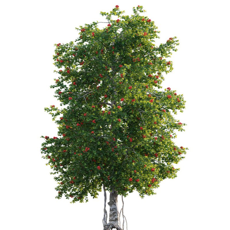 ilex aquifolium – Holly - Image 3