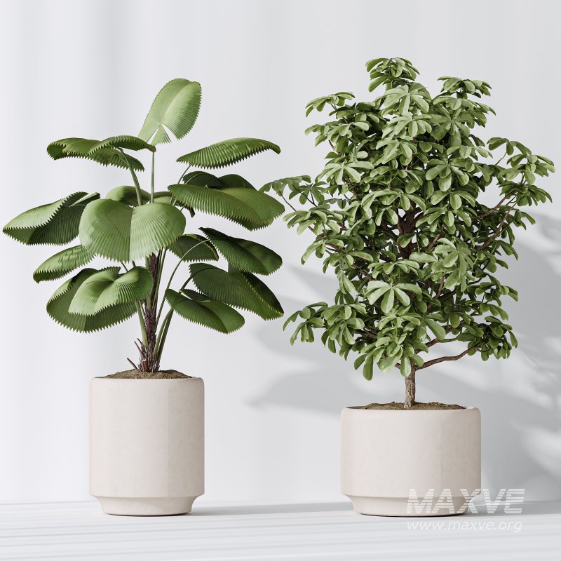 AV Indoor plants set 186 Olive Artificial and Arboricola Umbrella and Areca Palm and Rhapis Excelsa Lady Palm and Ruffled Fan Palm - Image 5