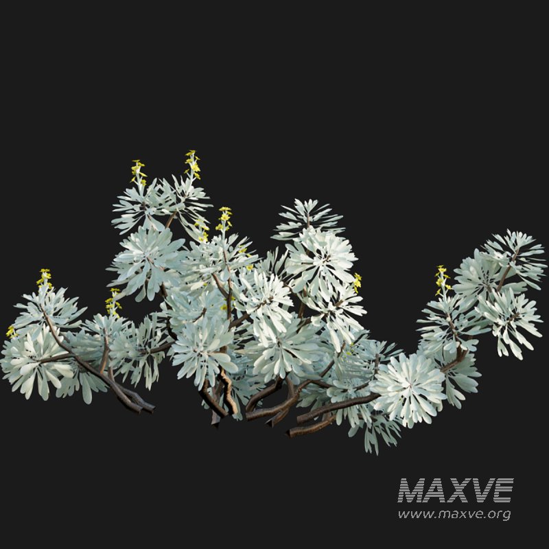 Crossostephium chinense - Image 3