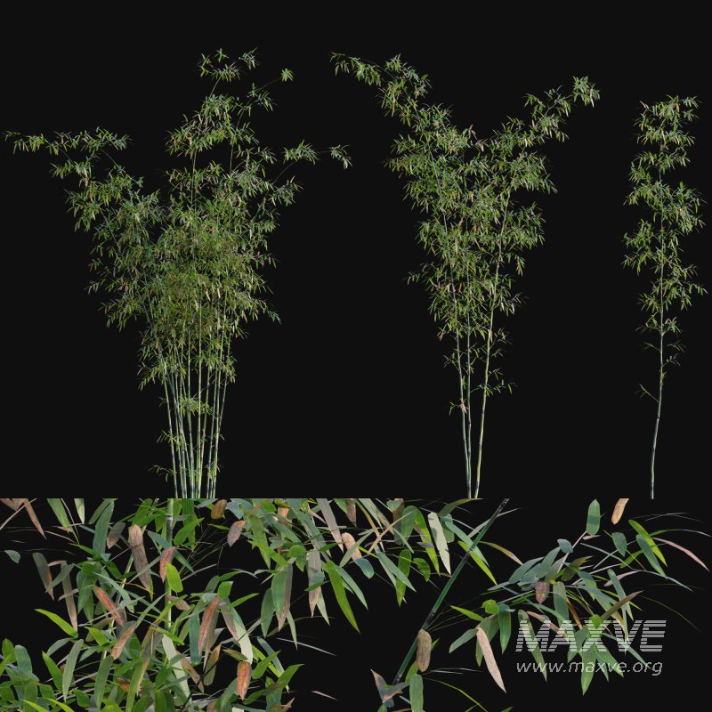 Bamboo – Bambusa lako 02 - Image 1