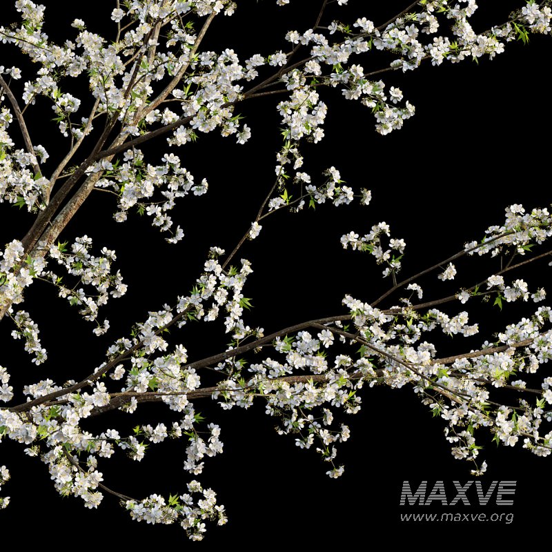 Prunus salicina – Chinese Plum – Japanese Plum 01 - Image 2