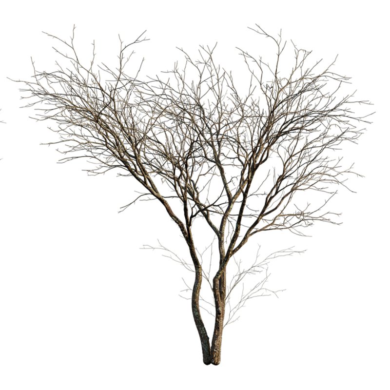 Prunus persica – Peach trees – Nectarine trees – Winter - Image 5