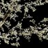 Prunus salicina – Chinese Plum – Japanese Plum 03 - Thumbnail 3
