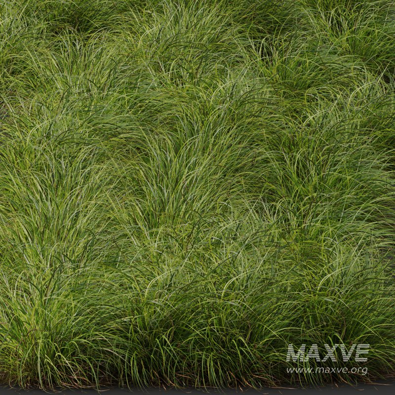 AV 6 different grasses Pennisetum Alopecuroides Lampenputzergras Fountain Hameln and Carex Elata Aurea Grass Version2 - Image 8