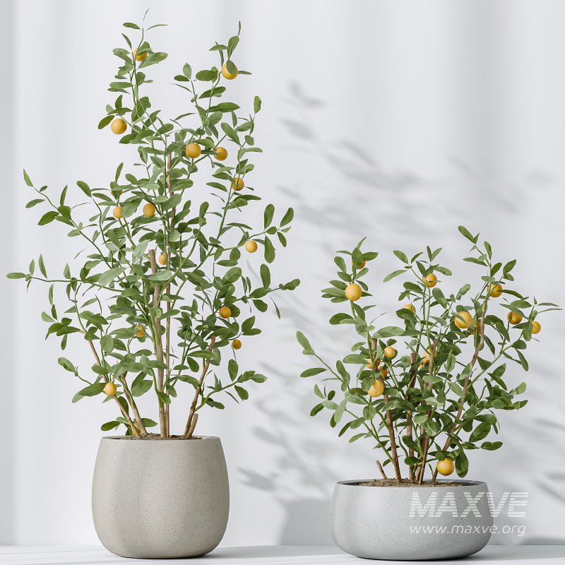 AV Indoor plants set 179 Mission Arbequina Olive and Ficus Robusta Abidjan and Mandarin Citrus Fruit Bonsai Orange Tree - Image 7