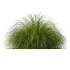 AV Calamagrostis Acutiflora Karl Foerster and Carex Elata Aurea Grasses - Thumbnail 2