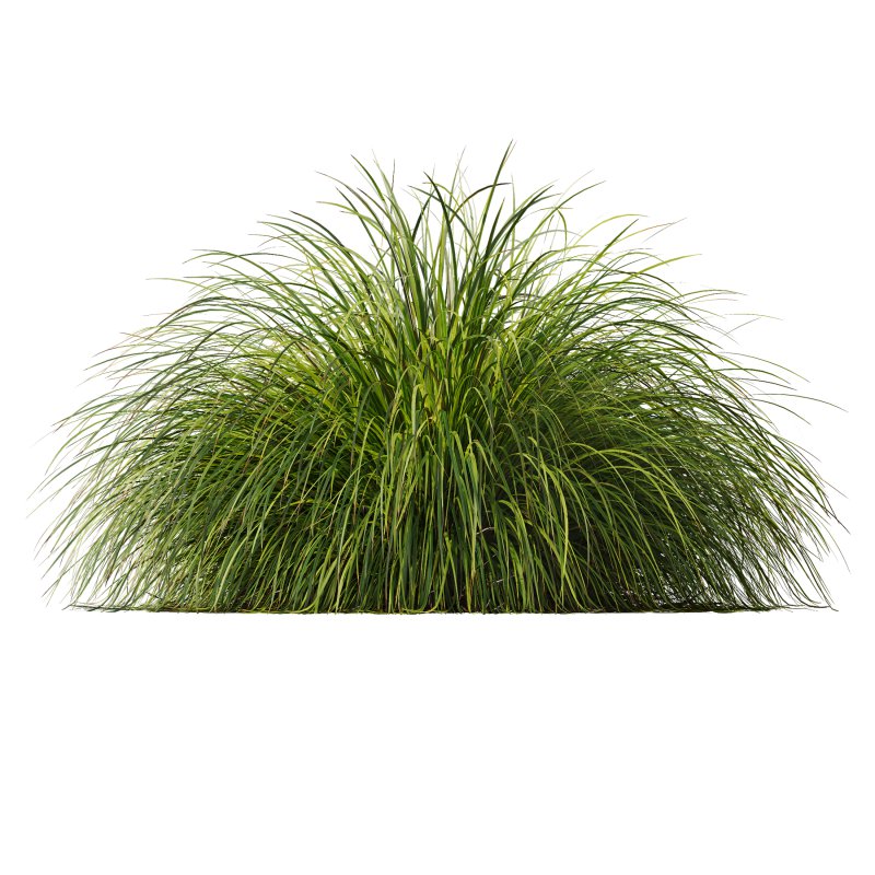 AV Calamagrostis Acutiflora Karl Foerster and Carex Elata Aurea Grasses - Image 2