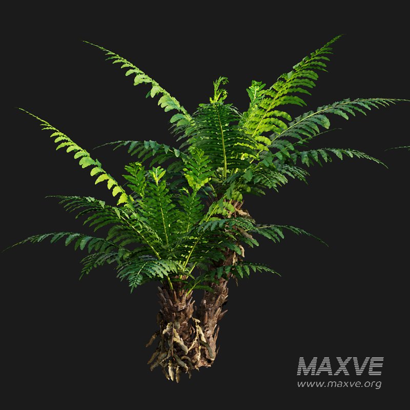 Silver Lady Fern – Blechnum gibbum - Image 3