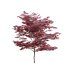 Japanese maple – Acer palmatum 01 - Thumbnail 2