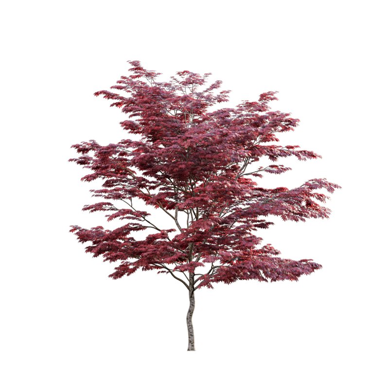 Japanese maple – Acer palmatum 01 - Image 2