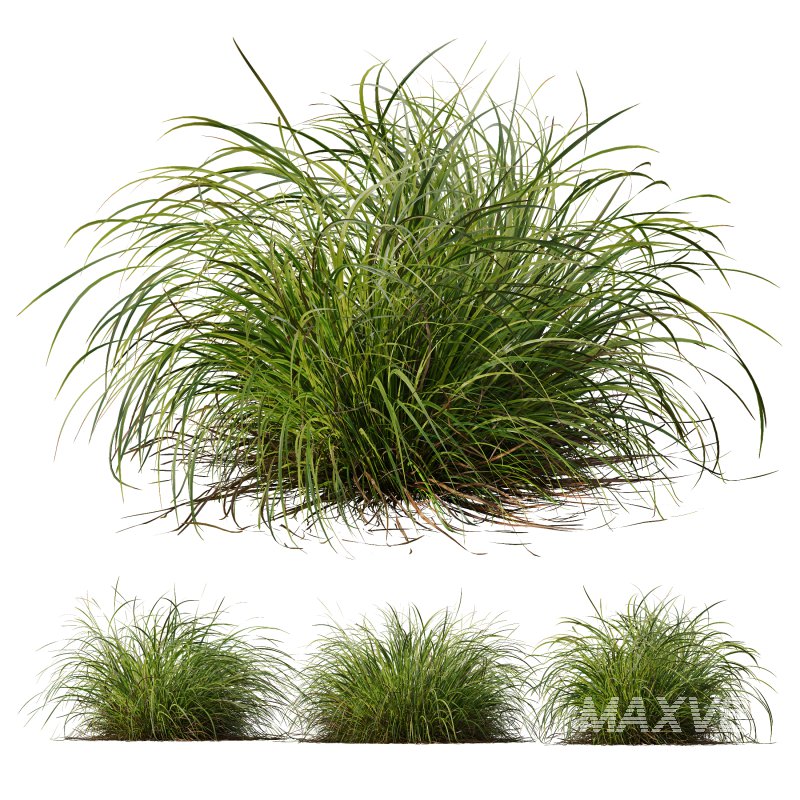 AV 6 different grasses Pennisetum Alopecuroides Lampenputzergras Fountain Hameln and Carex Elata Aurea Grass Version2 - Image 7