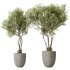 AV Indoor plants set 179 Mission Arbequina Olive and Ficus Robusta Abidjan and Mandarin Citrus Fruit Bonsai Orange Tree - Thumbnail 1