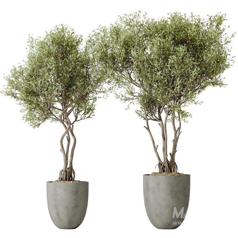 AV Indoor plants set 179 Mission Arbequina Olive and Ficus Robusta Abidjan and Mandarin Citrus Fruit Bonsai Orange Tree - Image 1