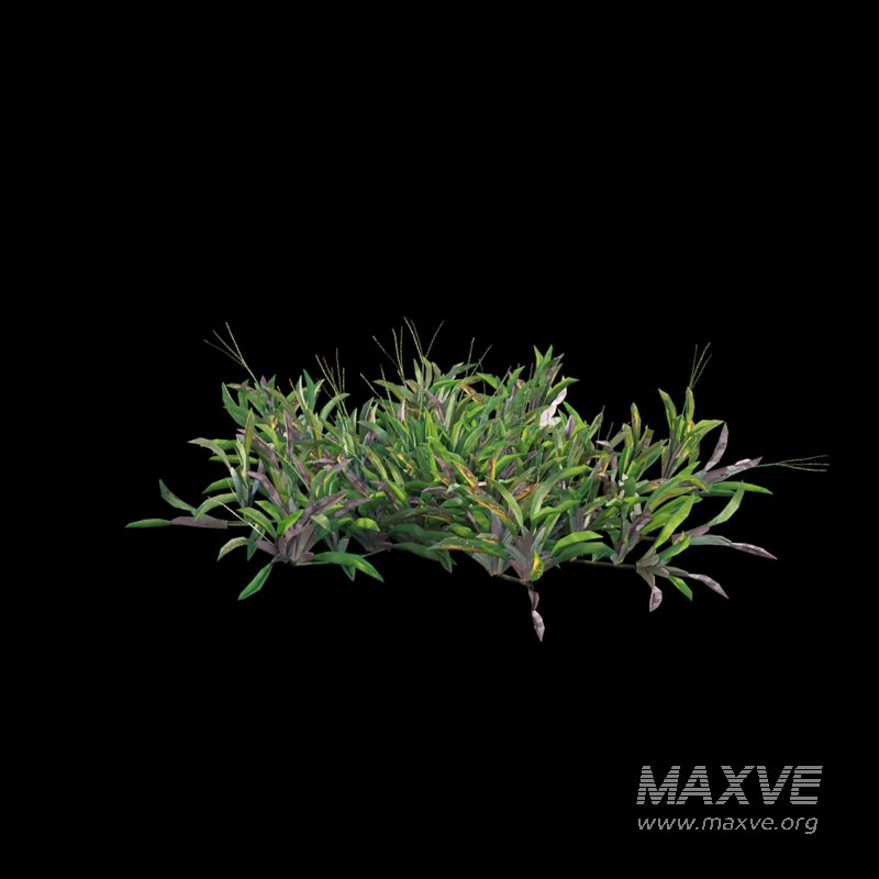 Axonopus Compressus Set 02 - Image 3