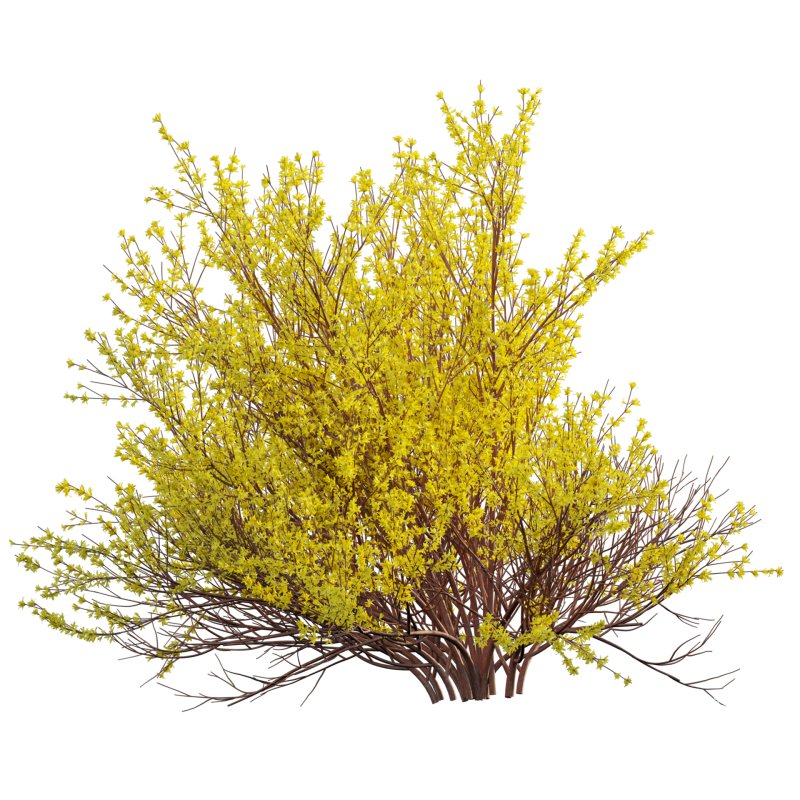 Forsythia Suspensa – Weeping Forsythia - Image 4