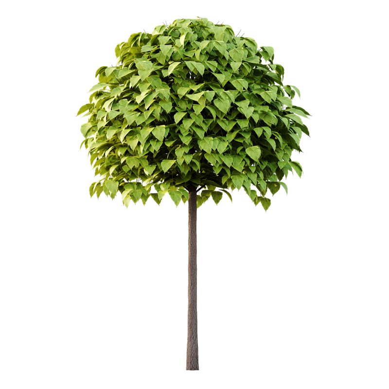 Catalpa Ovata Tree 02 - Image 2