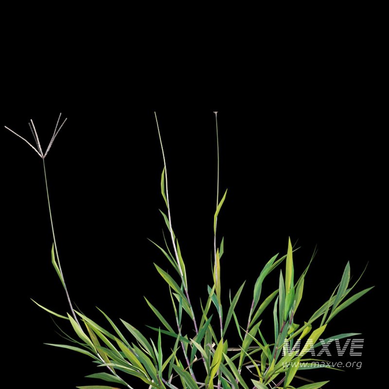 Cynodon dactylon – set 02 - Image 6