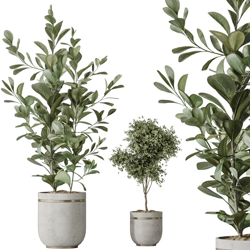 AV Indoor plants set 187 Mission Kalamata Arbequina Olive and Lemon Lime Cane Dragon and Ficus Microcarpa Moclame - Image 3