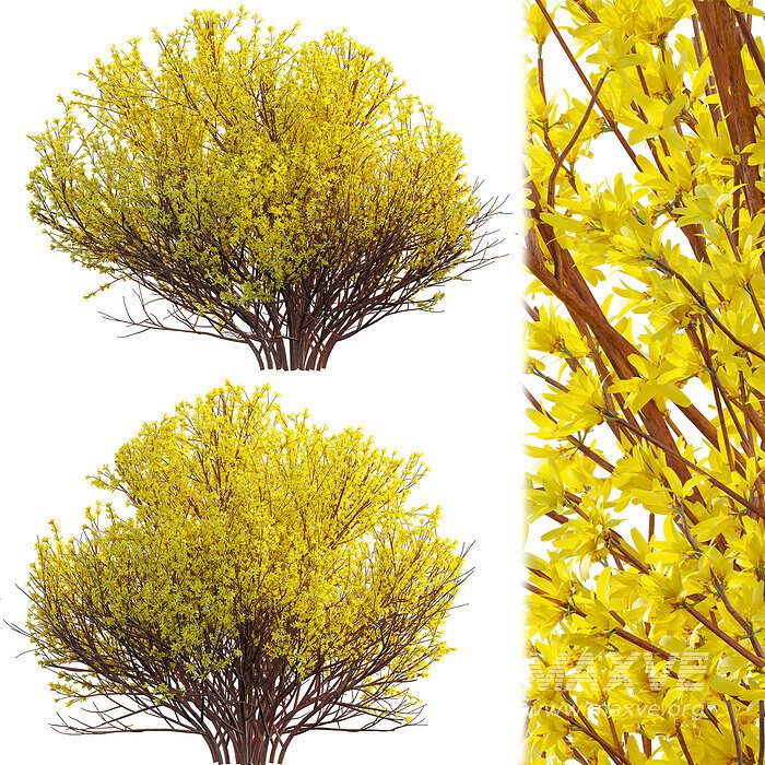 Forsythia Suspensa – Weeping Forsythia 02 - Image 1