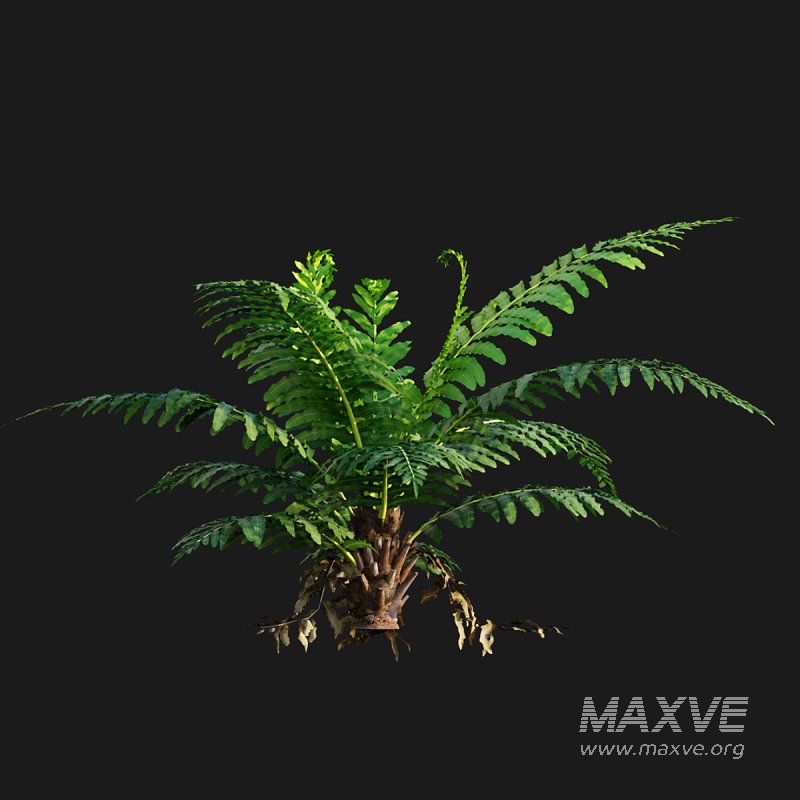 Silver Lady Fern – Blechnum gibbum - Image 6