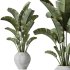 AV Indoor plants set 183 Mission Arbequina Olive and Aspidistra Elatior Cast iron and Ravenala Banana Strelitzia Nicolai - Thumbnail 4