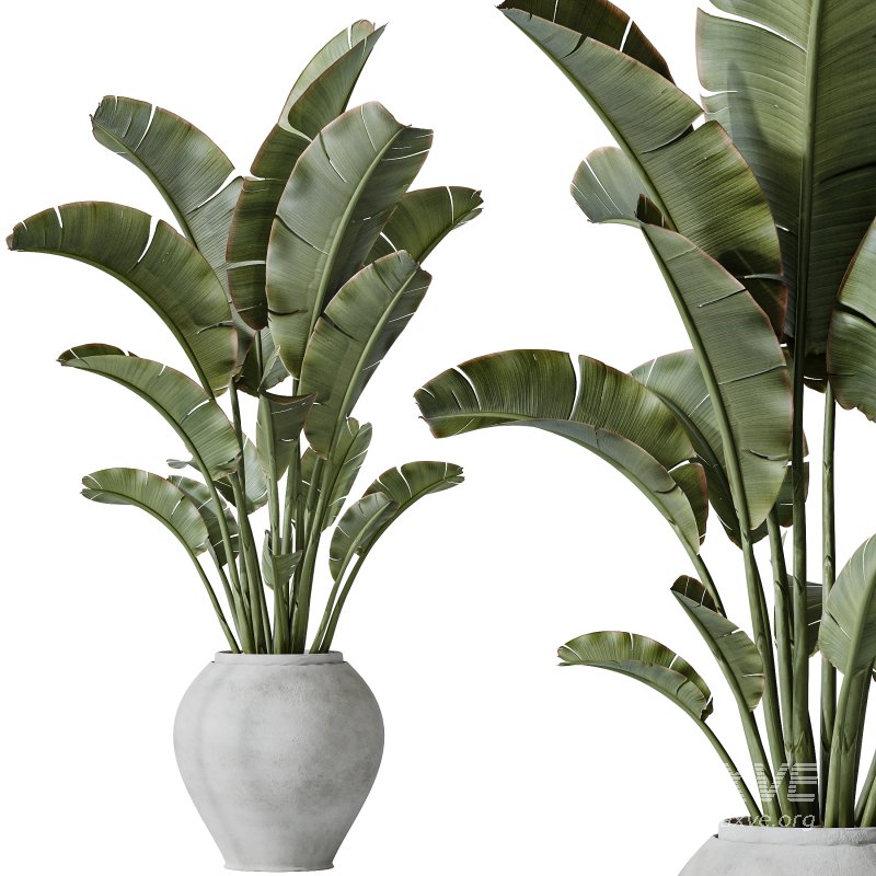 AV Indoor plants set 183 Mission Arbequina Olive and Aspidistra Elatior Cast iron and Ravenala Banana Strelitzia Nicolai - Image 4