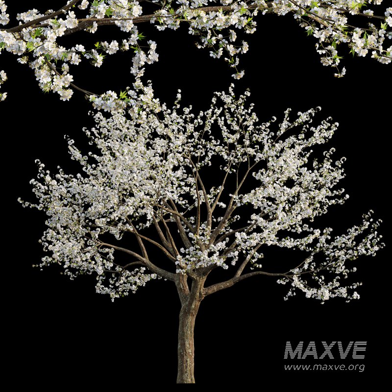 Prunus salicina – Chinese Plum – Japanese Plum 02 - Image 1