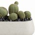 AV HousePlants Cactus Golden Barrel Tree - Thumbnail 2