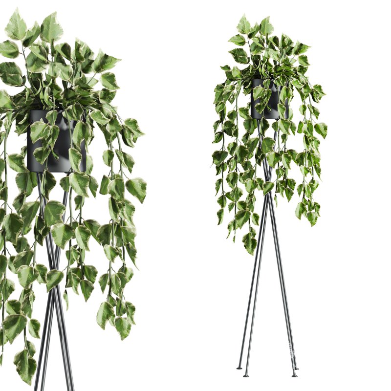 plants set - Image 2