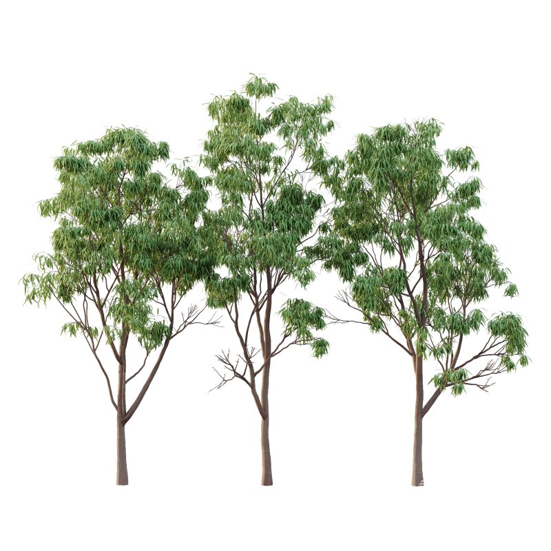 Eucalyptus Robusta Trees 02 - Image 2