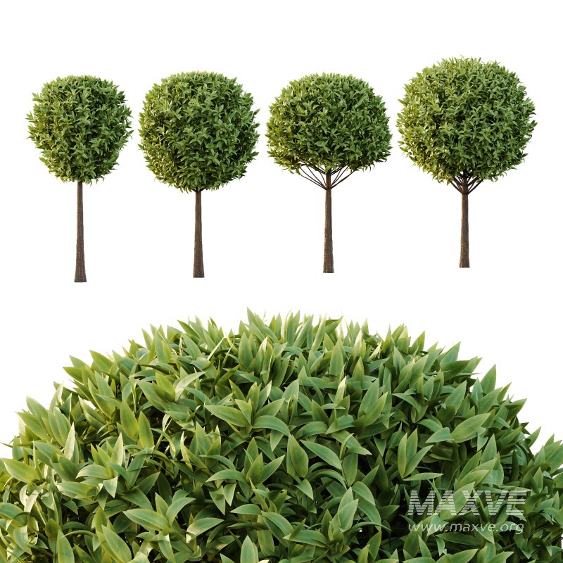 Sweet Viburnum Plant03 - Image 4