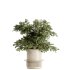 Indoor plants-Pot and tree set168 - Thumbnail 3