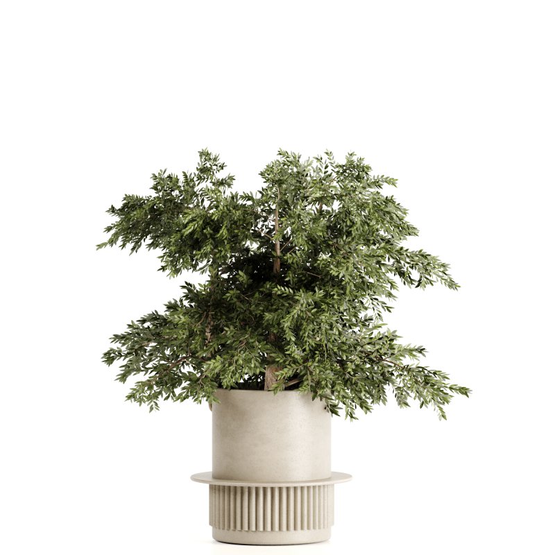 Indoor plants-Pot and tree set168 - Image 3