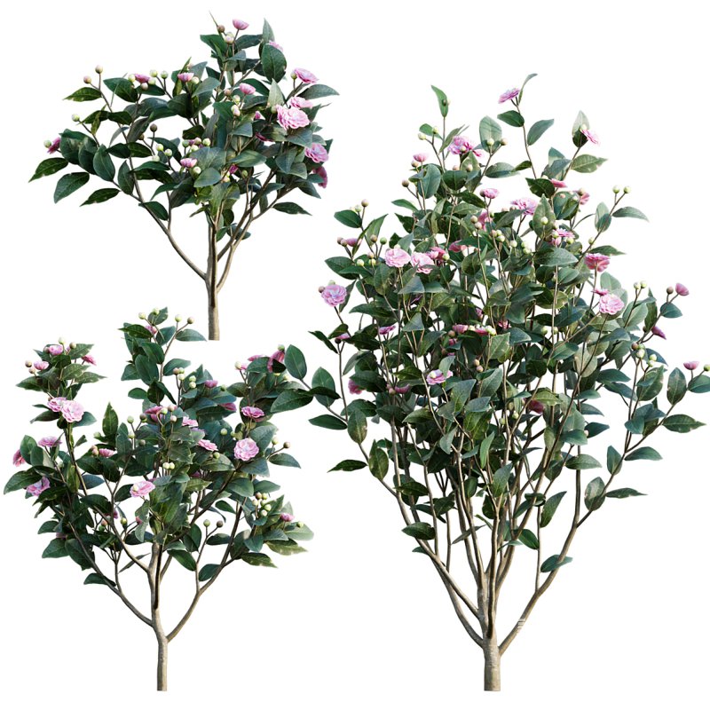 Camellia japonica – Japanese camellia 01 - Image 1