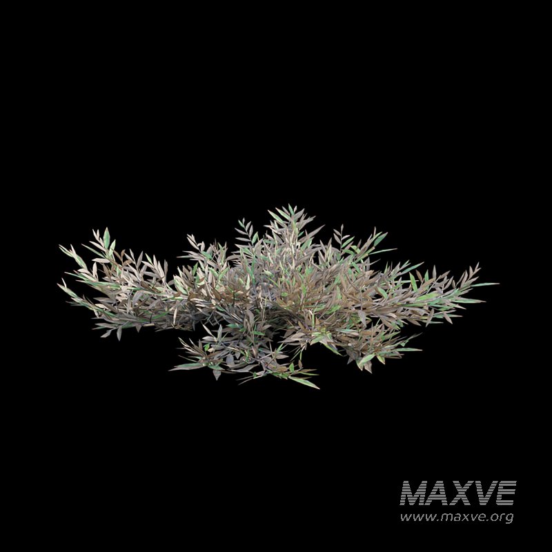 Chrysopogon aciculatus – dry 01 - Image 5